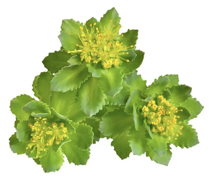 Rhodiola Rosea , 120 cápsulas – Commons-Wellu