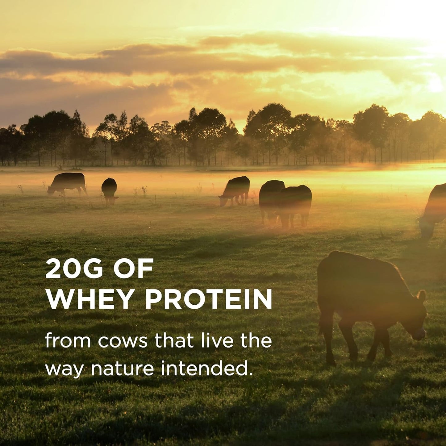 Grass Fed "Whey To Go" Proteína Vanilla 338g – Solgar-Wellu